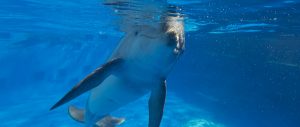 dolphin-at-gulfarium-okaloosa-island-florida