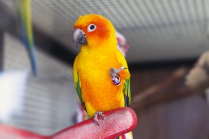 gulfarium-exotic-birds