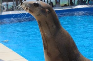 sea-lions-gulfarium