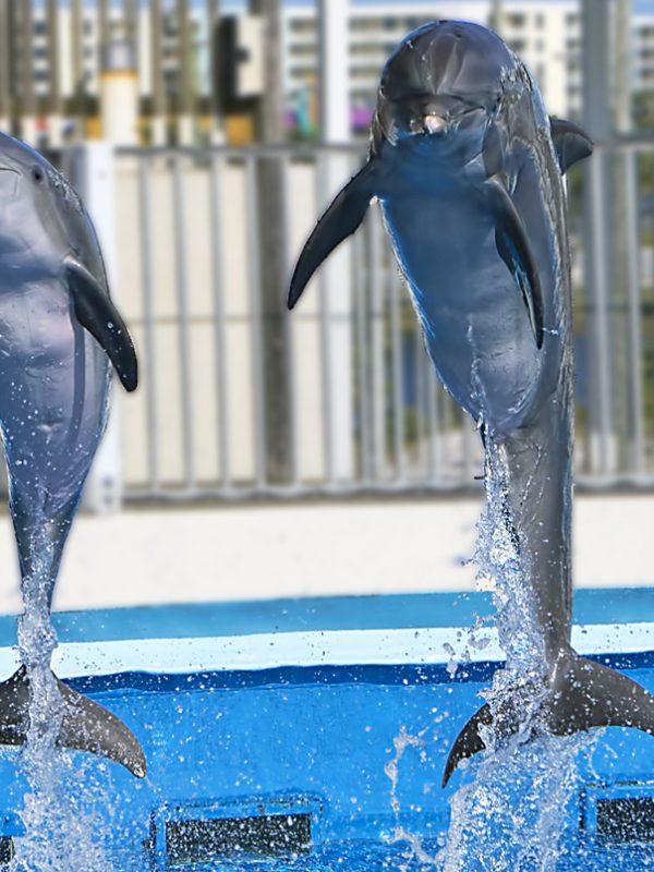 okaloosa island spring break activities